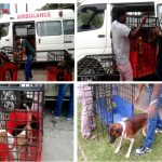 Dog Sterilization Programme 2018